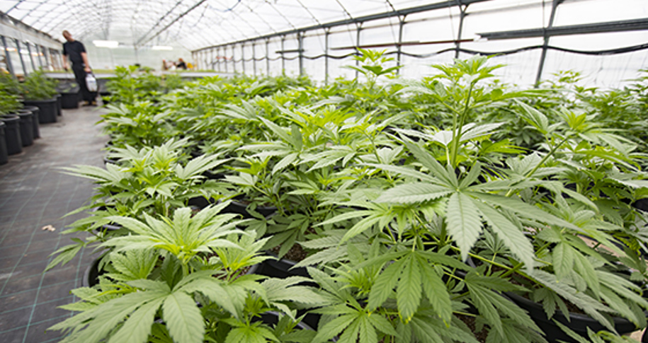 Mintz + Hoke Weighs in on Cannabis Marketing in Hartford Business Journal